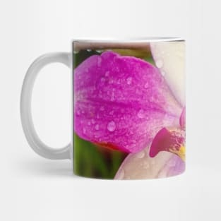 Pink Orchid (Spathoglottis x parsonsii) Mug